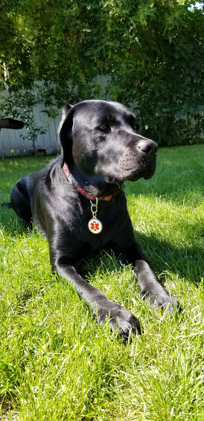 Dogsafe Canine First Aid Head Office | 686 Gallagher Way, Gabriola, BC V0R 1X3, Canada | Phone: (250) 325-0855