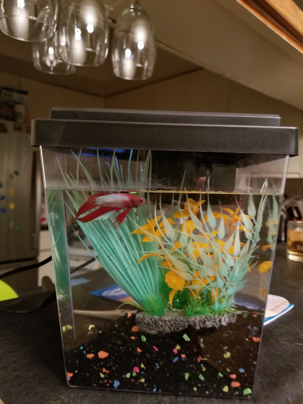 PetSmart | 4949 Canoe Pass Way #316, Tsawwassen, BC V4M 0B2, Canada | Phone: (604) 948-0309