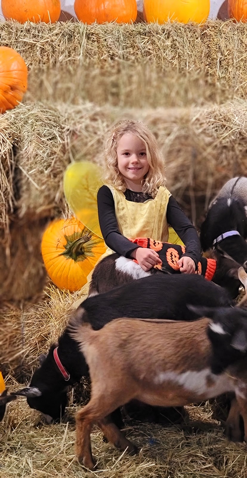 Glacier Valley Farm | 12825 Squamish Valley Rd, Brackendale, BC V0N 1H0, Canada | Phone: (604) 902-5951