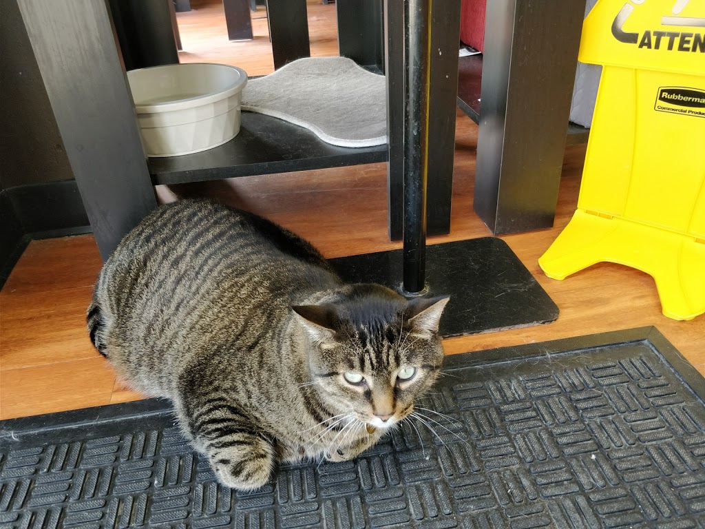Pet Valu | 1410 Major MacKenzie Dr W, Maple, ON L6A 4H6, Canada | Phone: (905) 832-9783