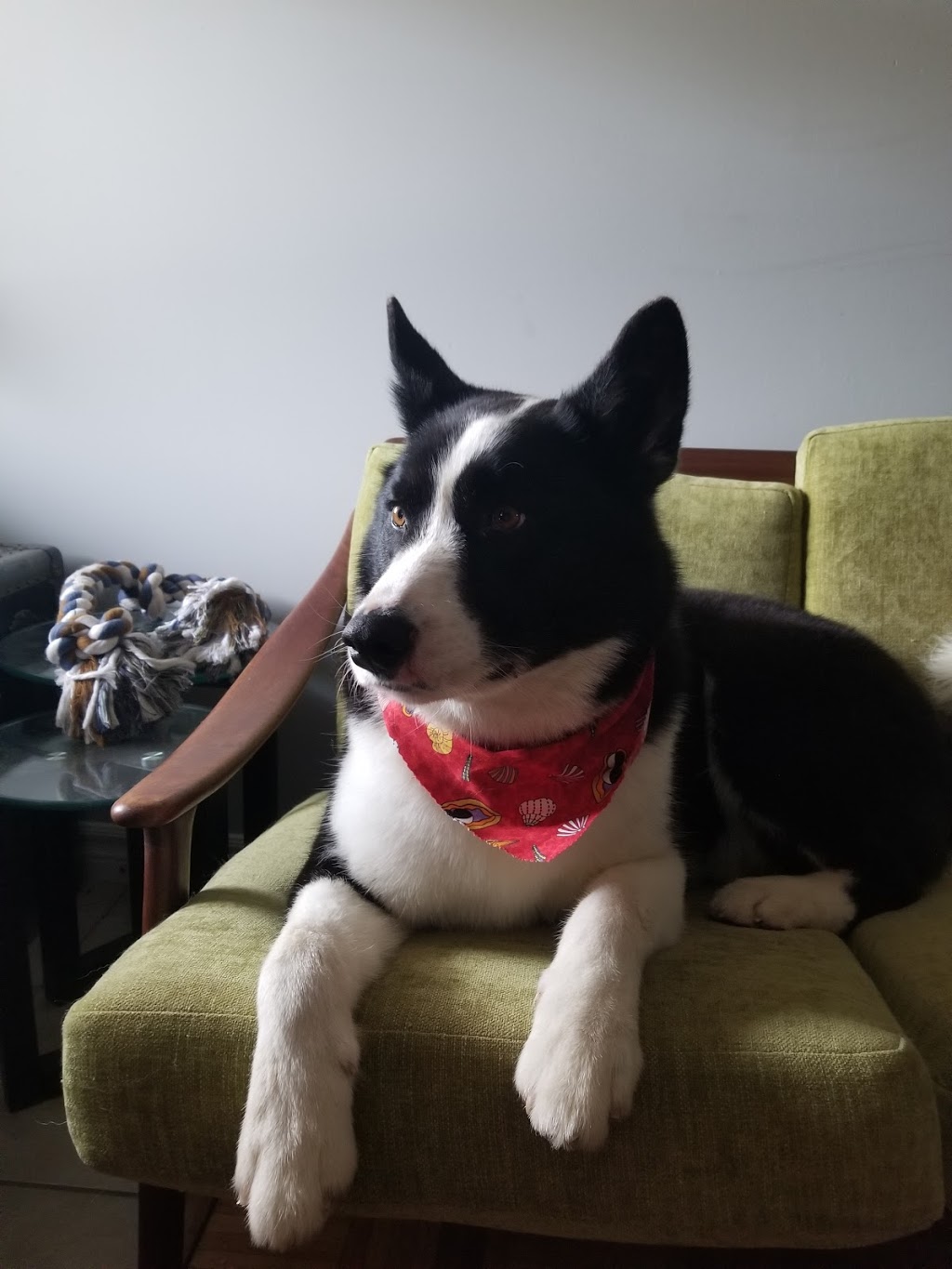 Beautiful Pets | 16 Guelph St, Georgetown, ON L7G 3Z2, Canada | Phone: (905) 702-9333