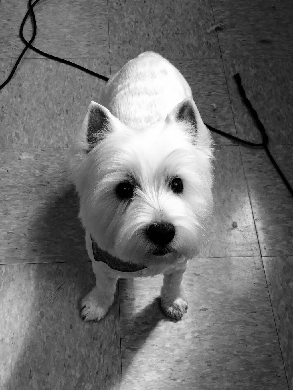 Beauté Animale Caro-Lyne | 158 Rue Olivier, Saint-Alphonse-de-Granby, QC J0E 2A0, Canada | Phone: (450) 956-1641