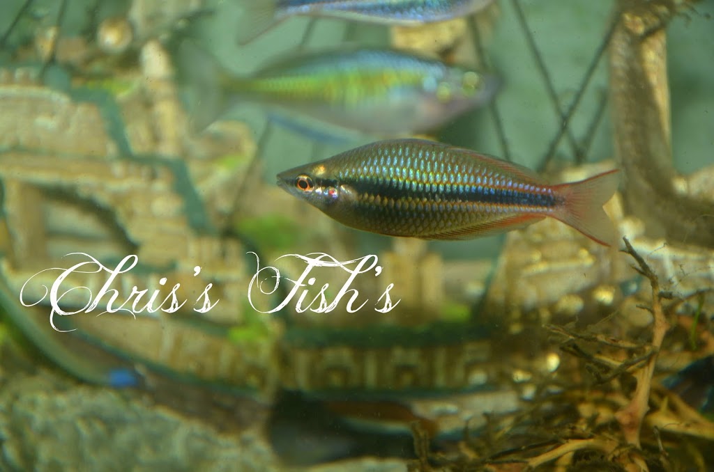 Chriss Fishs (appointments only please call) | 10423 172 Ave NW, Edmonton, AB T5X 4X4, Canada | Phone: (587) 643-3474