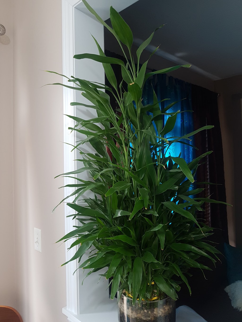 Geoponics Inc. | Indoor Plants Shop | 7125 Pacific Cir, Mississauga, ON L5T 2A5, Canada | Phone: (905) 795-2456