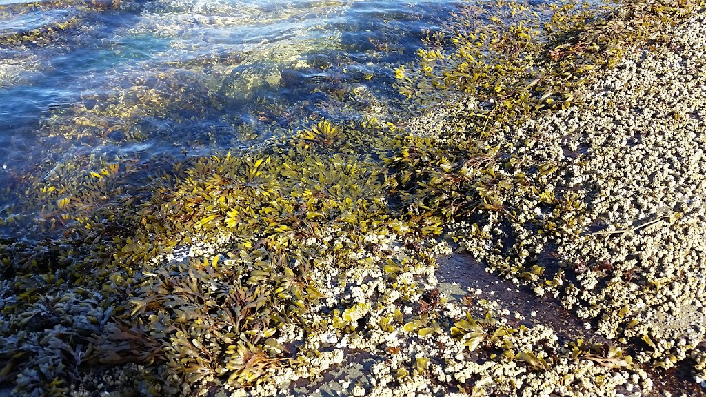 Shore Access 4 | 284 Gulf Drive, Galiano Island, BC V0N 1P0, Canada