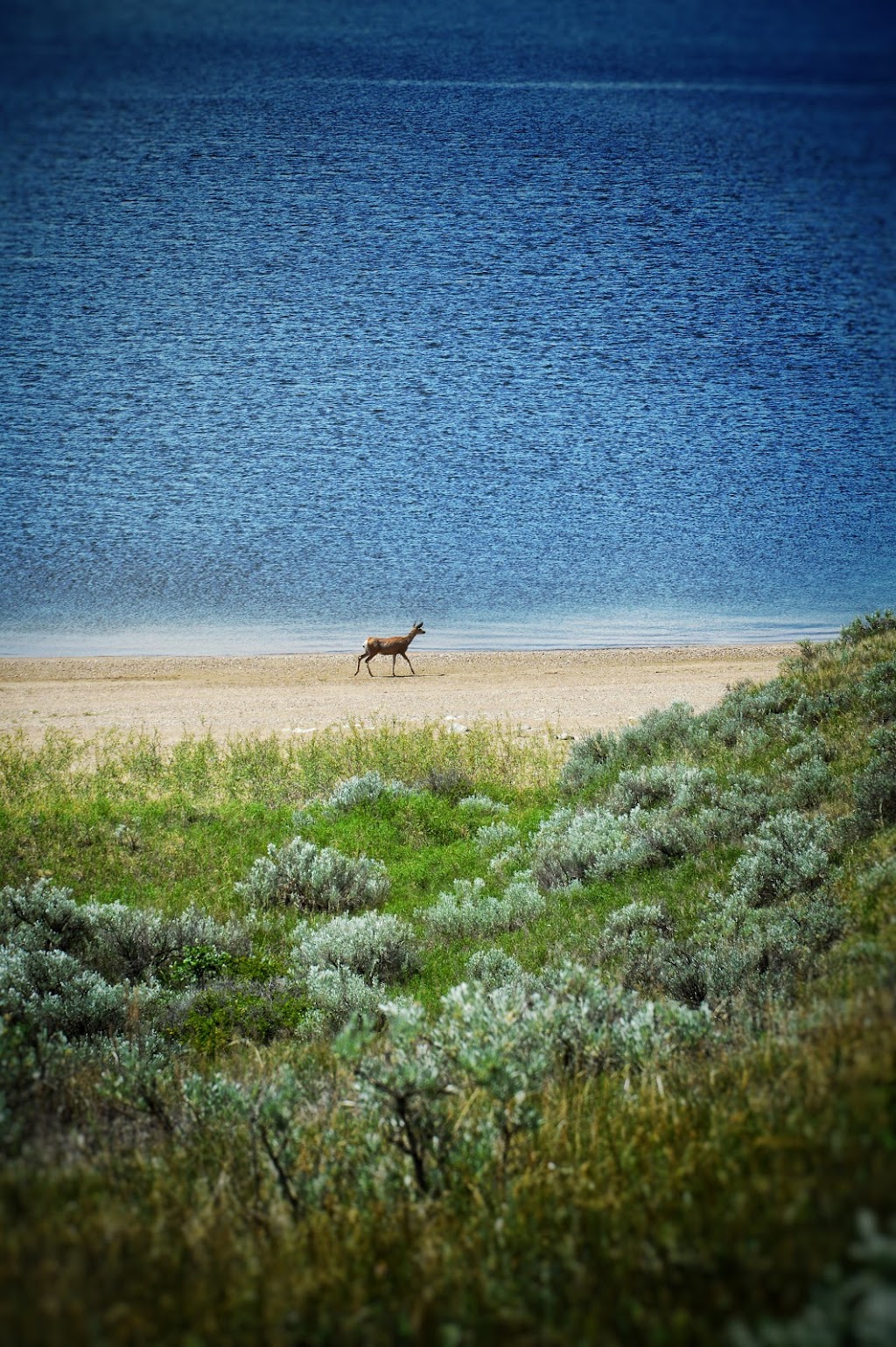 Sage View Golf Course | Palliser Regional Park, Riverhurst, SK S0H 3P0, Canada | Phone: (306) 353-2065