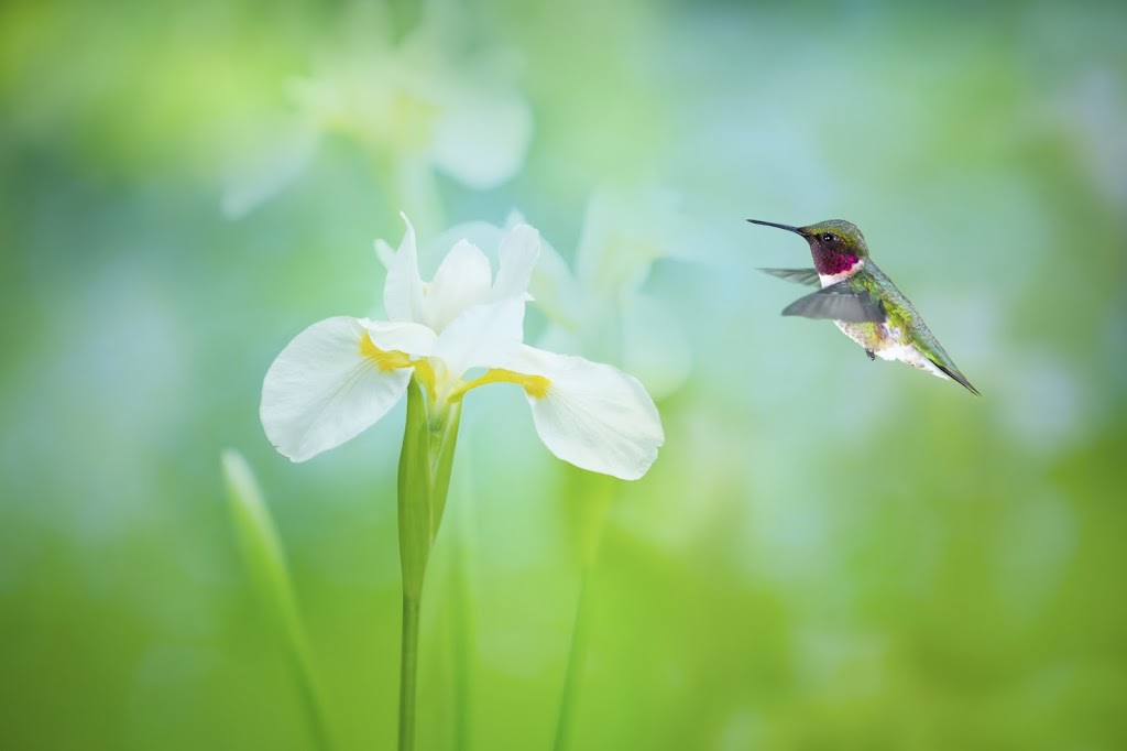 Modest Cremation | 96 West St, Brantford, ON N3T 3E7, Canada | Phone: (844) 526-9605