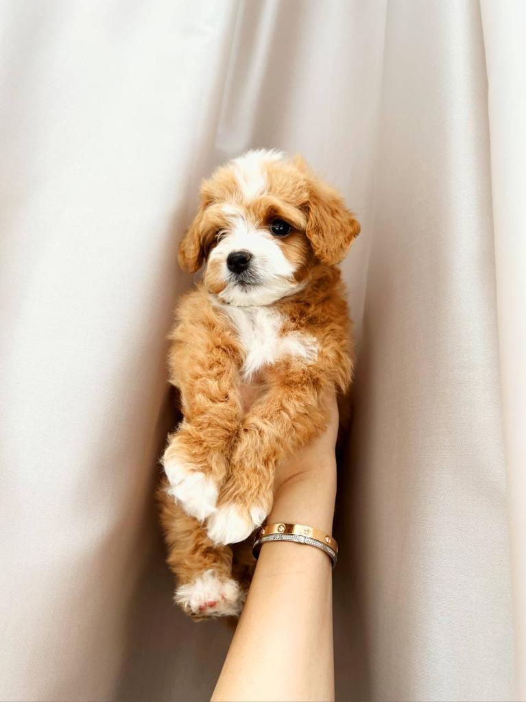 Maltese and poodle puppies for sale | 6780 Breanna Cardill St, Greely, ON K4P 0C1, Canada | Phone: (647) 547-2171