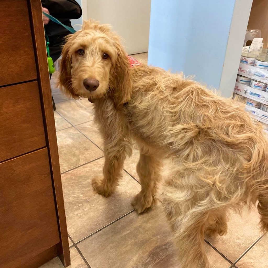 Halifax Veterinary Hospital | 6485 Quinpool Rd, Halifax, NS B3L 1B2, Canada | Phone: (902) 422-8595