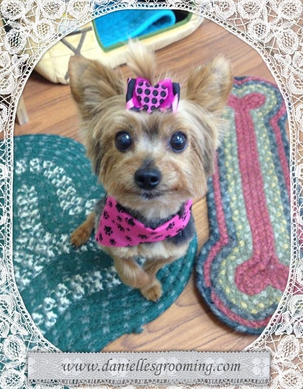 Danielles Dog Grooming Studio | 36675 Dawson Rd, Abbotsford, BC V3G 2L1, Canada | Phone: (604) 996-1213