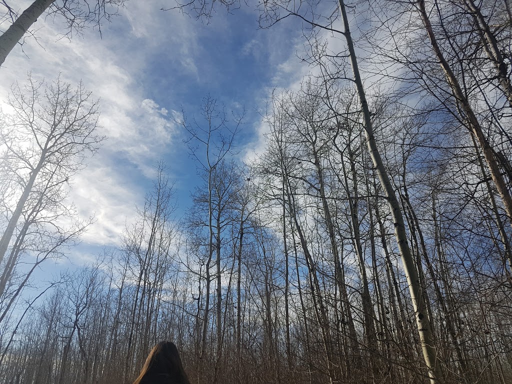 Shirley Lake Trailhead # 3 | Improvement District No. 13, AB T8G 2A6, Canada | Phone: (780) 922-5790