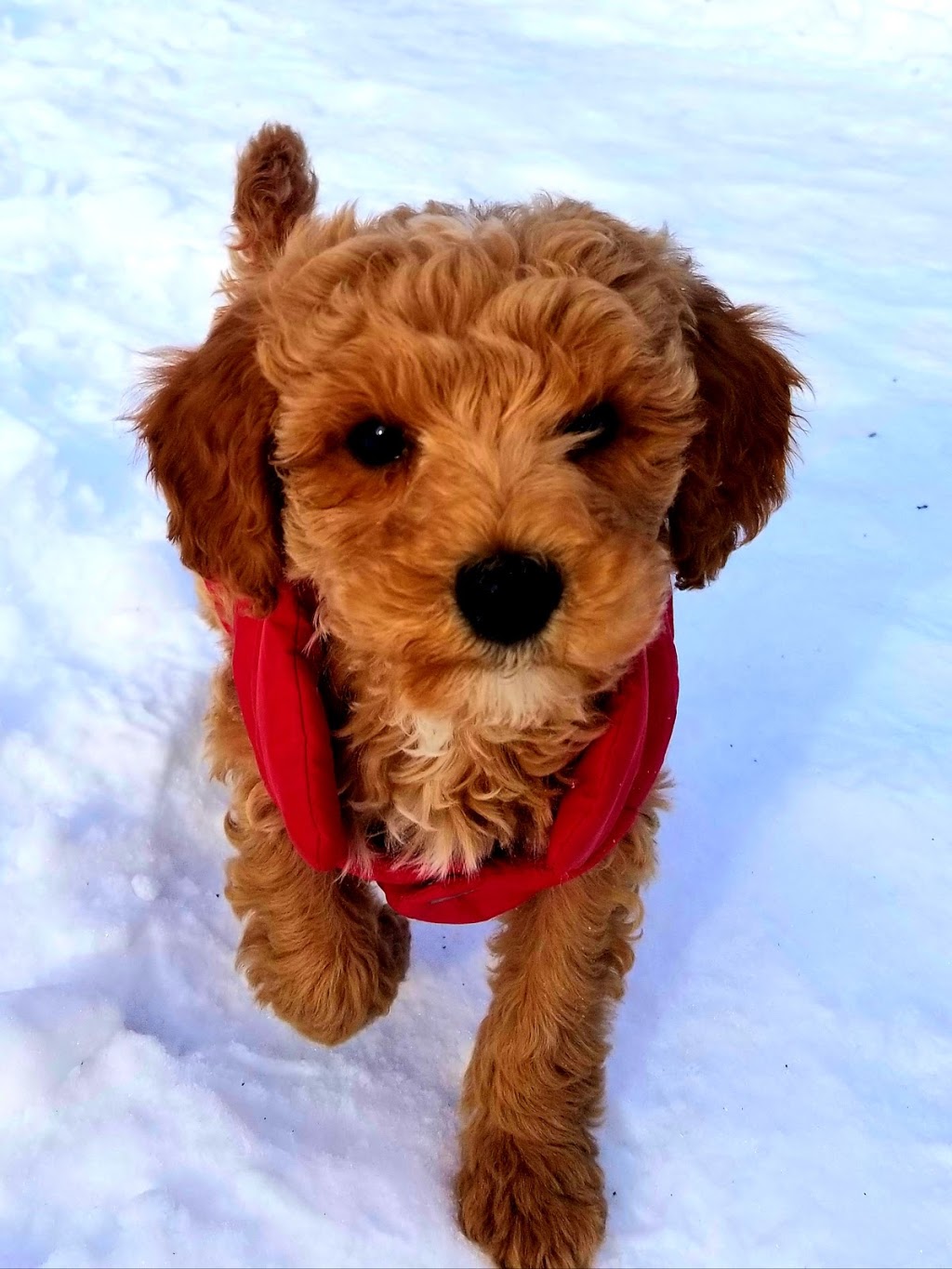 O Ranch Puppies | 6699 Chemin de la Rivière, Ascot Corner, QC J0B 1A0, Canada | Phone: (819) 563-2121