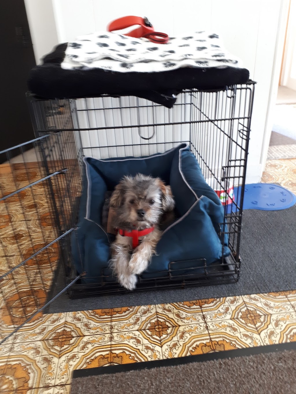 Veterinary Hospital Le Boisé | 270 Boul du Royaume E, Chicoutimi, QC G7H 0B9, Canada | Phone: (418) 696-1700