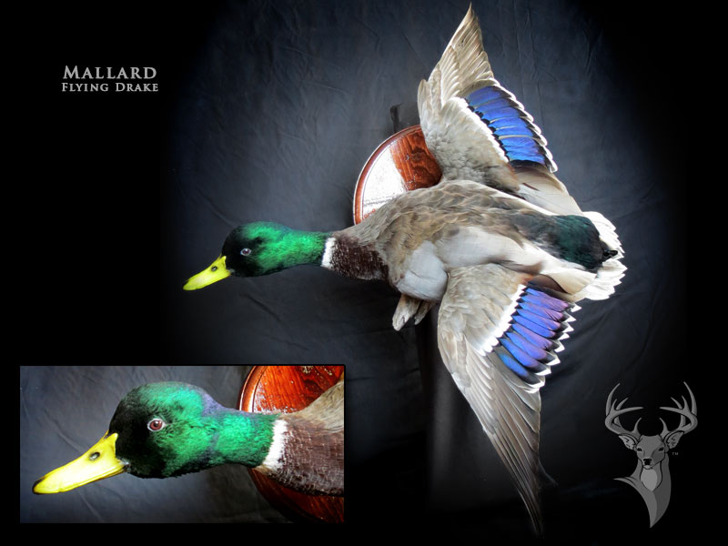 Chris Rawn Taxidermy & Wildlife Arts | 3319 Flos Rd 3 W, Stayner, ON L0M 1S0, Canada | Phone: (705) 719-8732