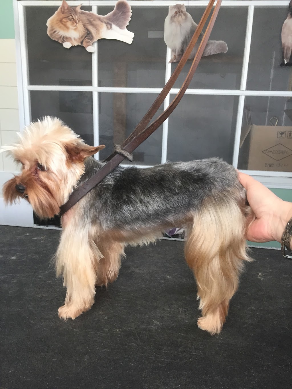 AT BEAUTY SALON DOG AND CAT | 1735 Av. de la Famille, Québec, QC G2G 1M2, Canada | Phone: (418) 877-5171