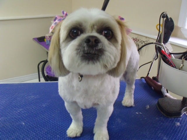 Four Muddy Paws Grooming | 1575 NS-325, Chelsea, NS B4V 7L6, Canada | Phone: (902) 685-3374