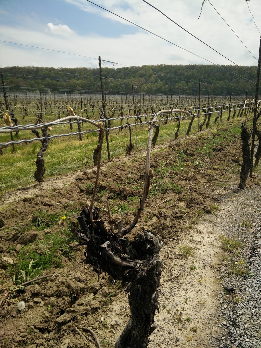 Cave Spring Vineyard | 4043 Cave Spring Rd, Beamsville, ON L0R 1B1, Canada | Phone: (905) 563-9393