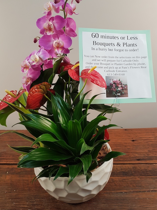 Pams Flower Garden | 793 Princess St, Kingston, ON K7L 1E9, Canada | Phone: (613) 549-8160