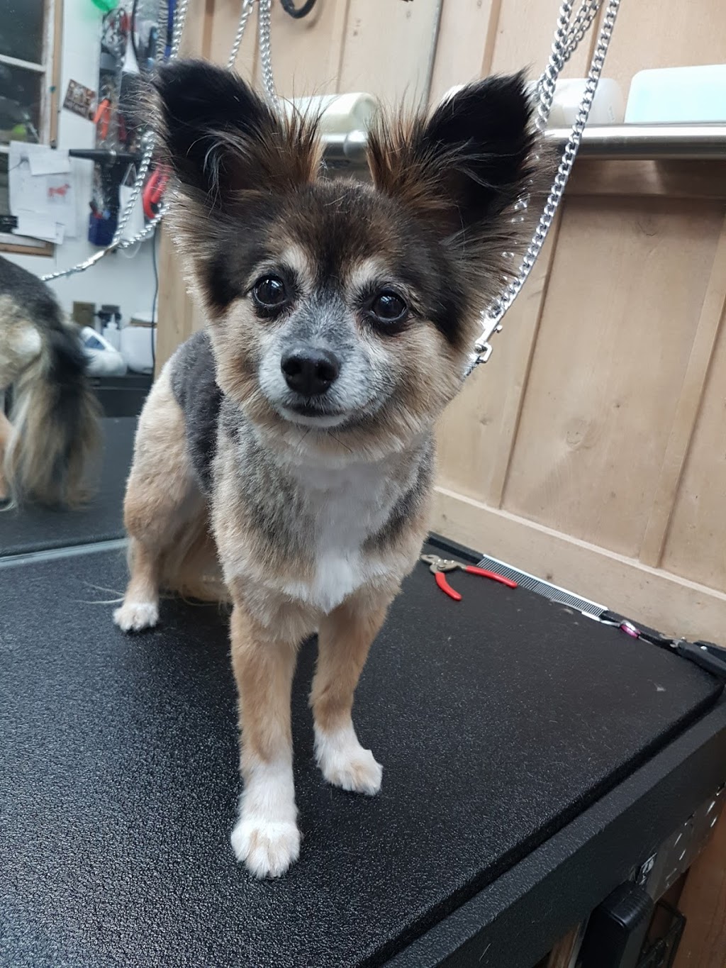 Barkies Paw Spa Dog Grooming | 4809 52 Ave, Bentley, AB T0C 0J0, Canada | Phone: (403) 318-6593