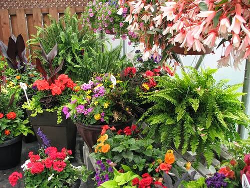 Brantim Country Garden Centre | 3994 Hamilton Side Rd, Almonte, ON K0A 1A0, Canada | Phone: (613) 256-4940