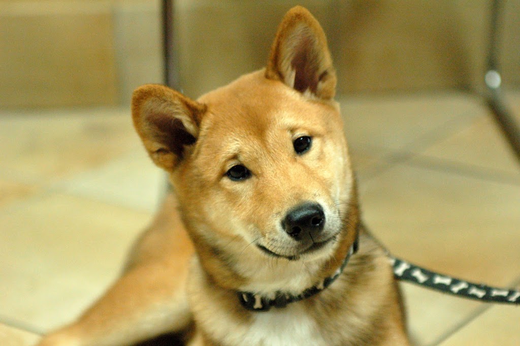 PAWS-ITIVE PUPPIES | 670 Taunton Rd W, Oshawa, ON L1H 7K4, Canada | Phone: (905) 430-3647