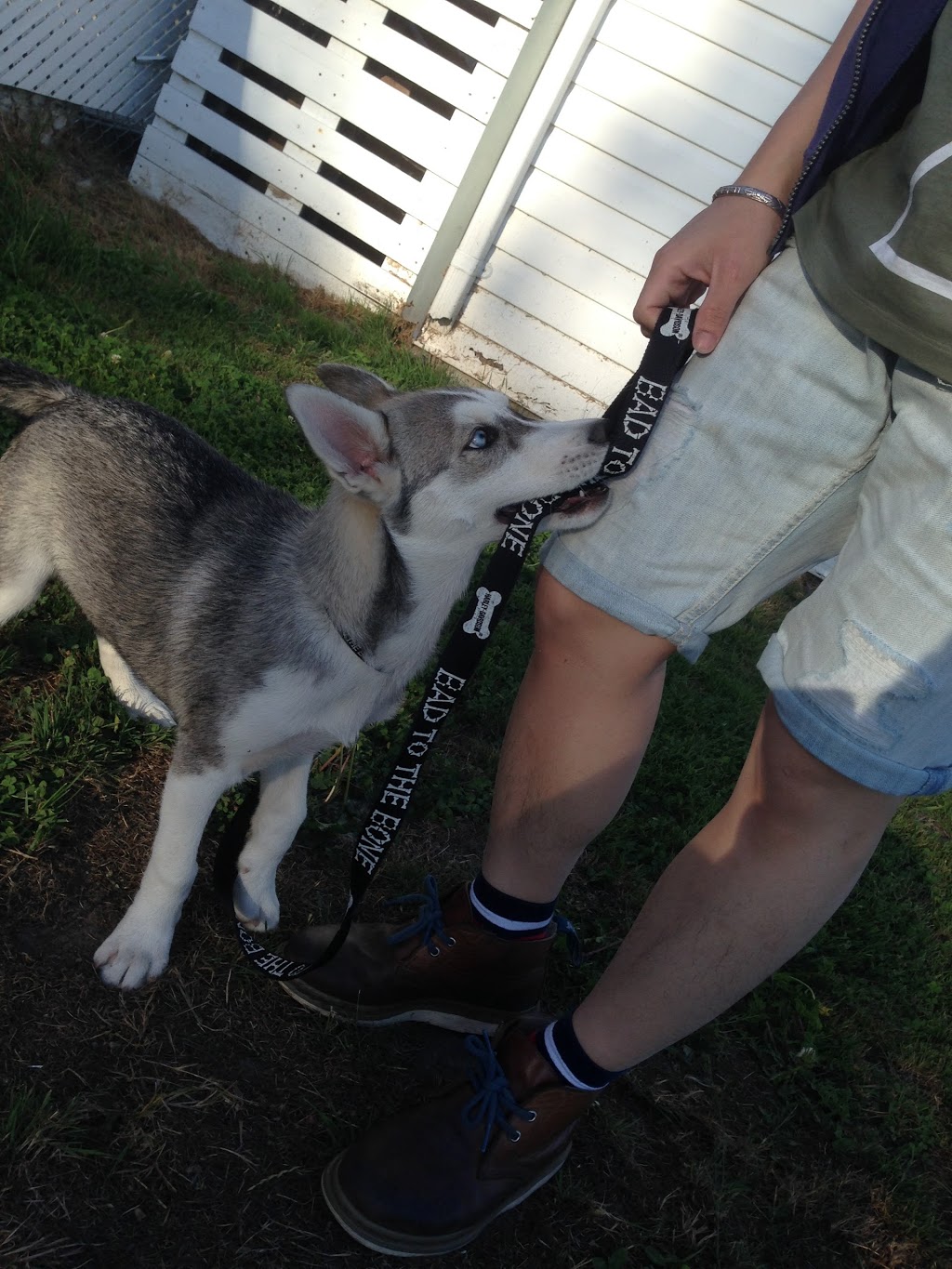 BC Canine Training Centre | 13800 No. 3 Rd, Richmond, BC V7A 1X6, Canada | Phone: (604) 370-3647