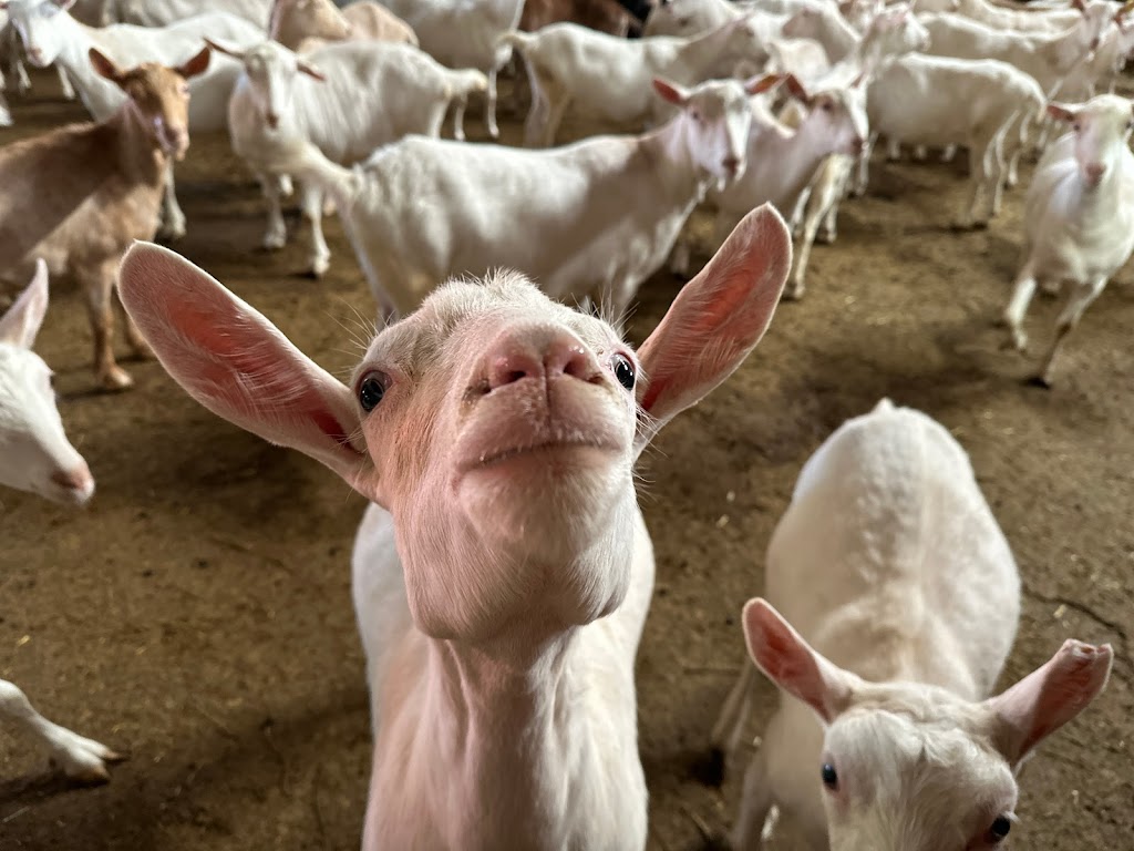 Donkers Family Farm | 9340 Mill Rd, Shedden, ON N0L 2E0, Canada | Phone: (519) 280-3276