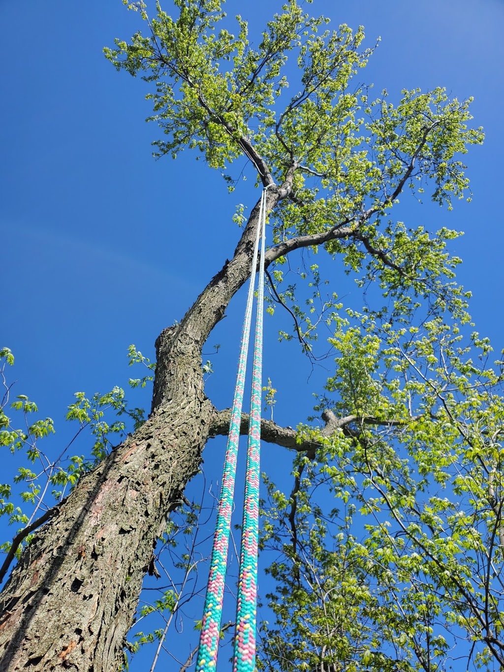 Bigfoot Tree Care | 17 Homestead Rd, Pontypool, ON L0A 1K0, Canada | Phone: (289) 685-0372
