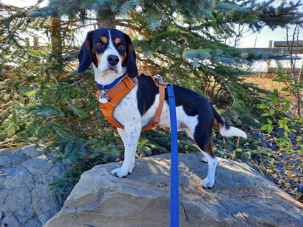 Little Treetops Pet Resort | 262108, Range Rd 43, Cochrane, AB T4C 1B8, Canada | Phone: (403) 851-0341