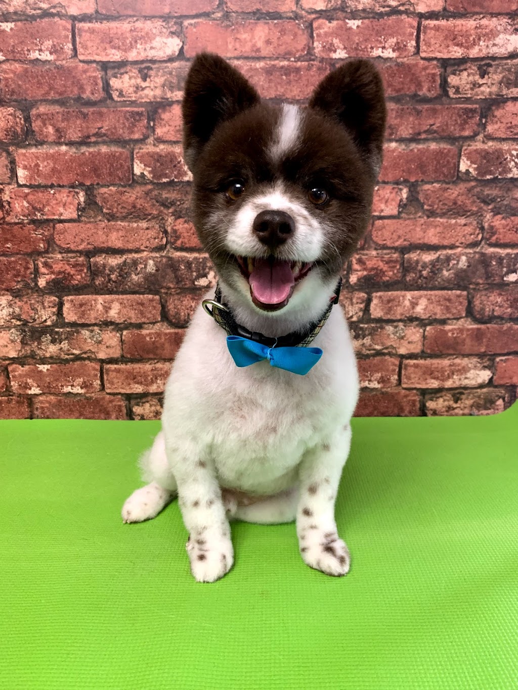 Happy Hounds Dog Grooming | 1 Westwood Wynd, Fort Saskatchewan, AB T8L 4L3, Canada | Phone: (780) 690-2033