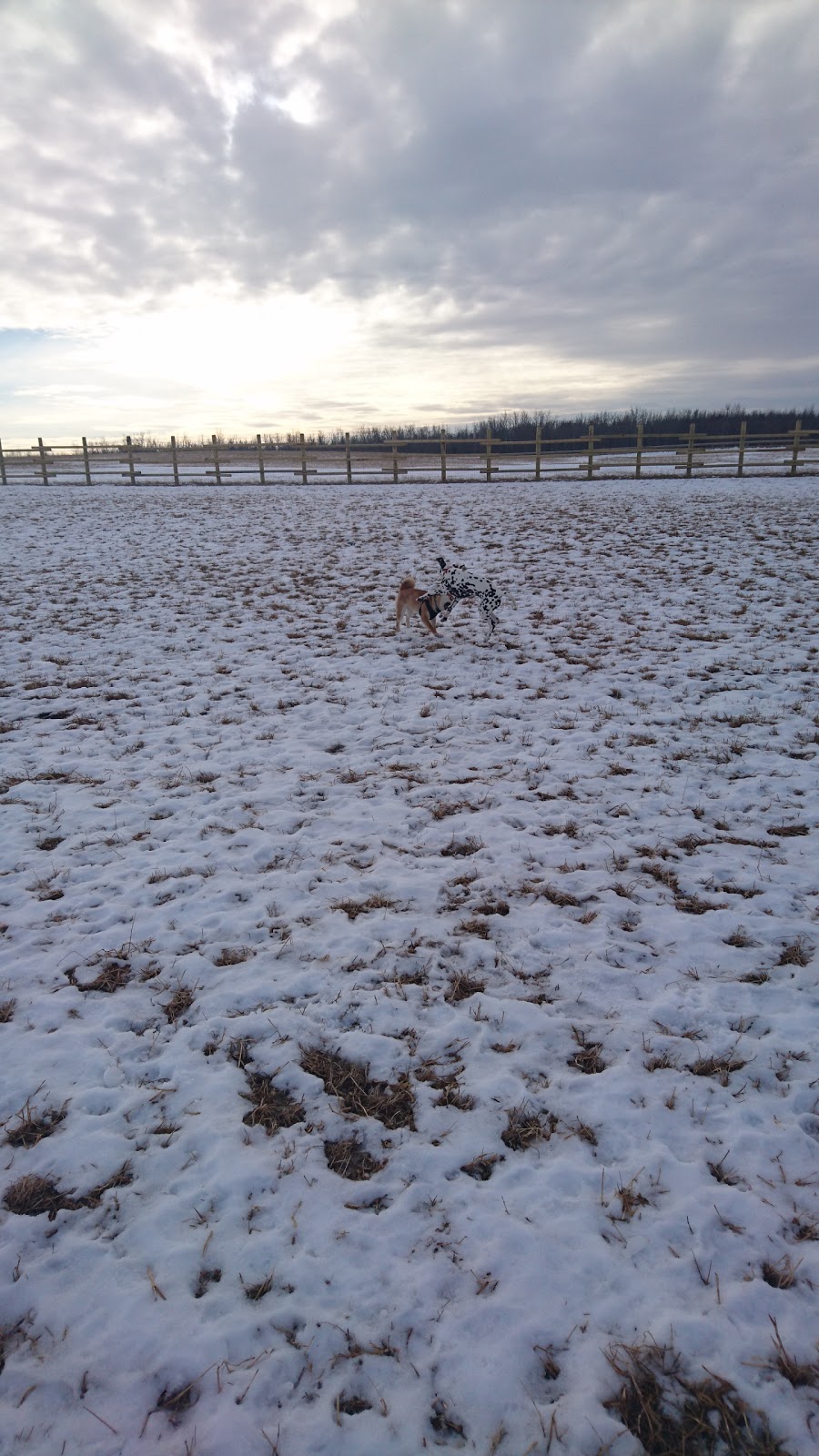 West Rivers Edge Dog Park | Pointe Aux Pins Rd, Fort Saskatchewan, AB T8L 2C5, Canada | Phone: (780) 992-6200