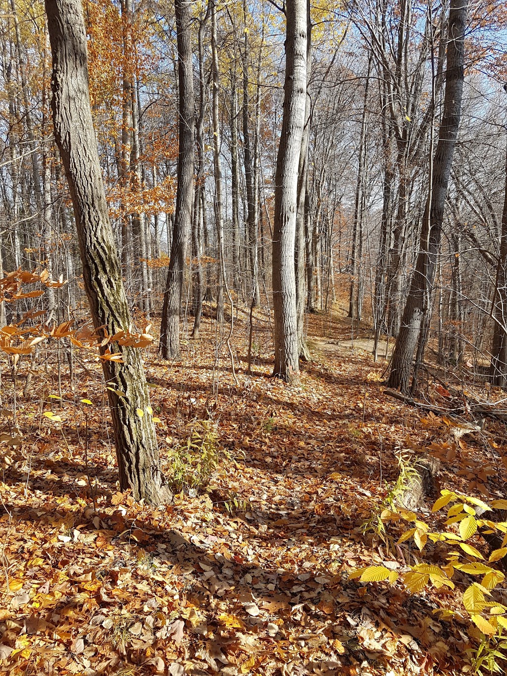 Lathrop Nature Preserve | Fonthill, Pelham, ON L0S 1E3, Canada