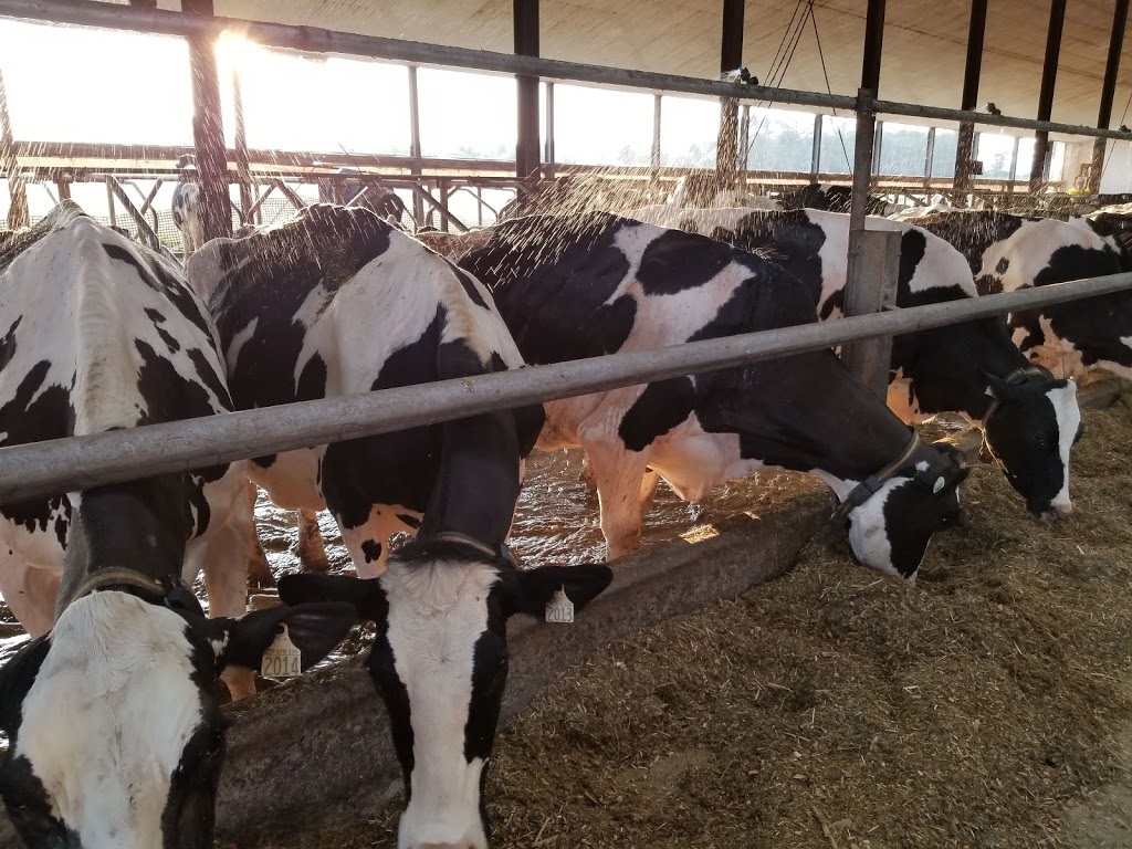 Glad Crest Farms Inc | 164 Chemin de Calumet O, Shawville, QC J0X 2Y0, Canada | Phone: (819) 744-0840