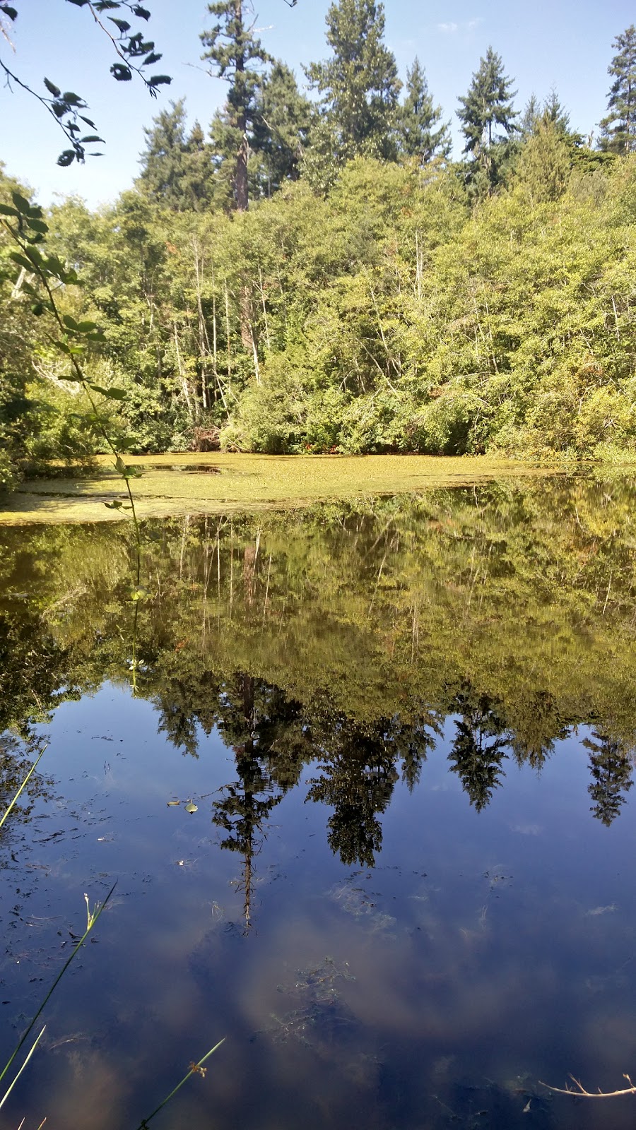Duck Pond | 11119 Greenpark Dr, North Saanich, BC V8L 5N5, Canada