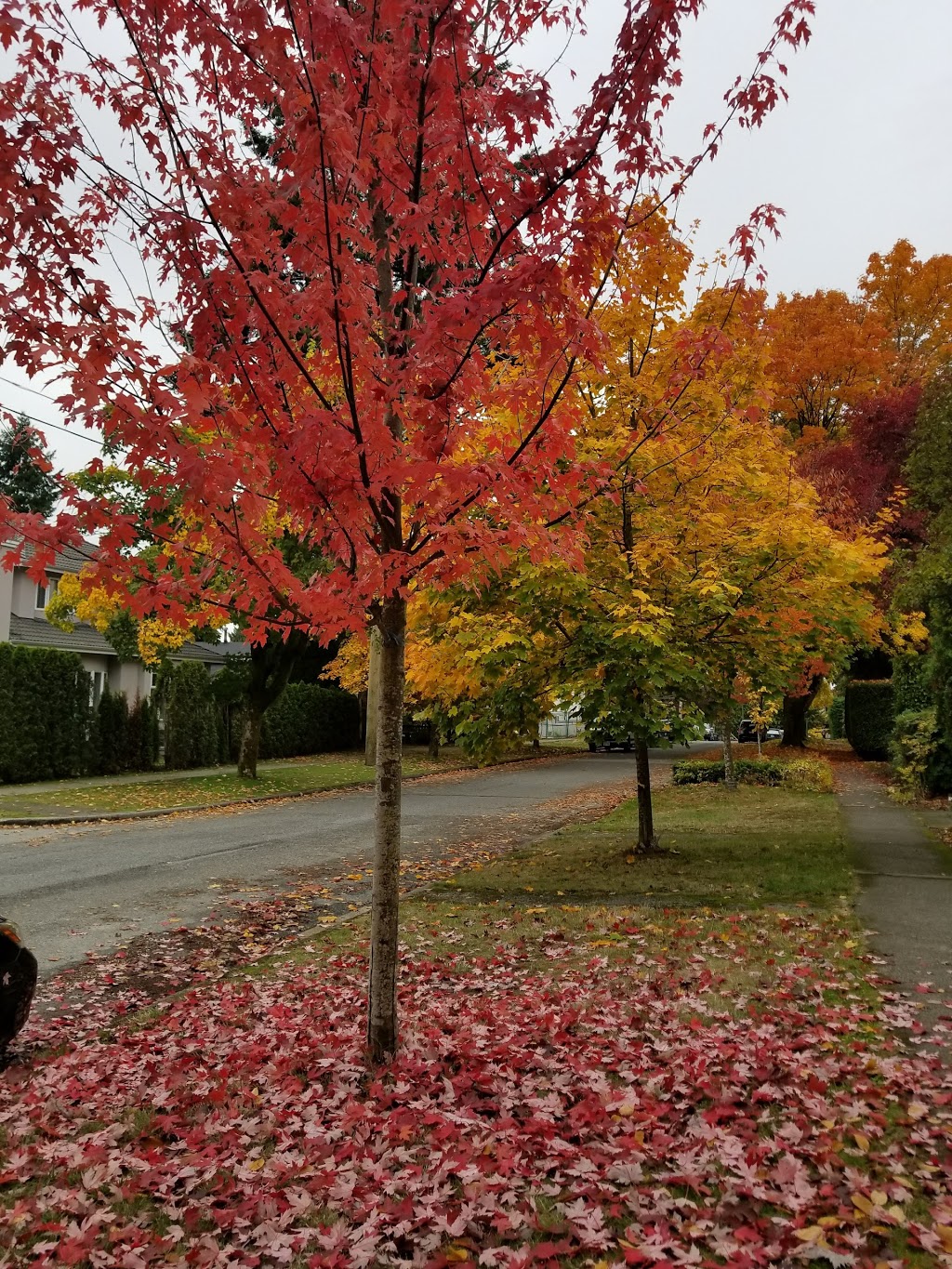 Kerrisdale Elementary School | 5555 Carnarvon St., Carnarvon St, Vancouver, BC V6N 1J2, Canada | Phone: (604) 713-5446