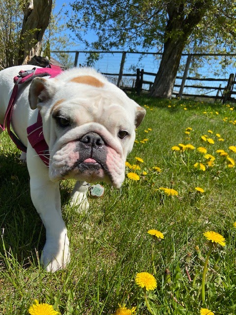 Uberdog Ranch | 155 N Bethesda Rd RR #1, Baltimore, ON K0K 1C0, Canada | Phone: (416) 421-2040
