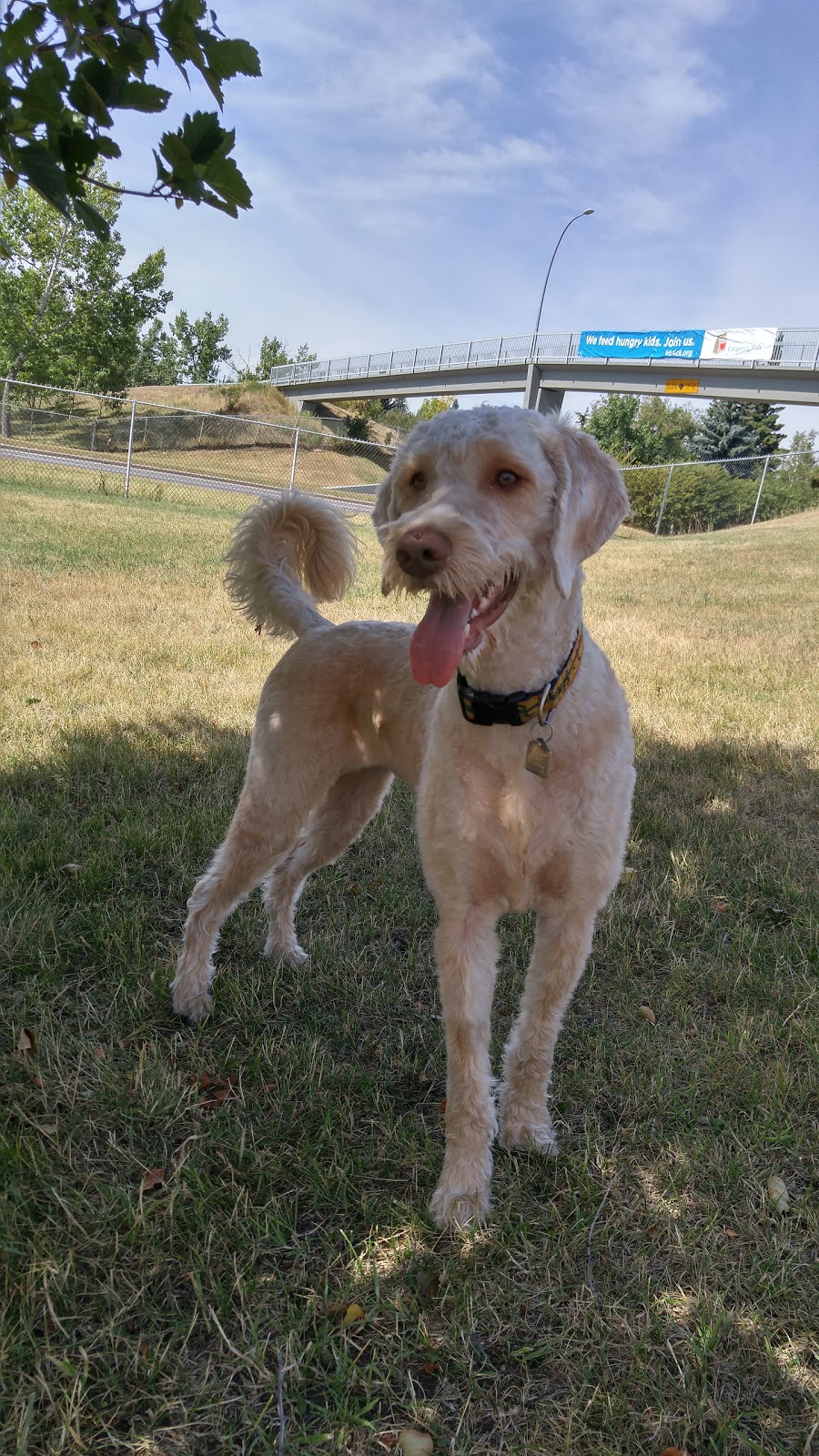Off leash Park | Braeside, Calgary, AB T2W 1R9, Canada