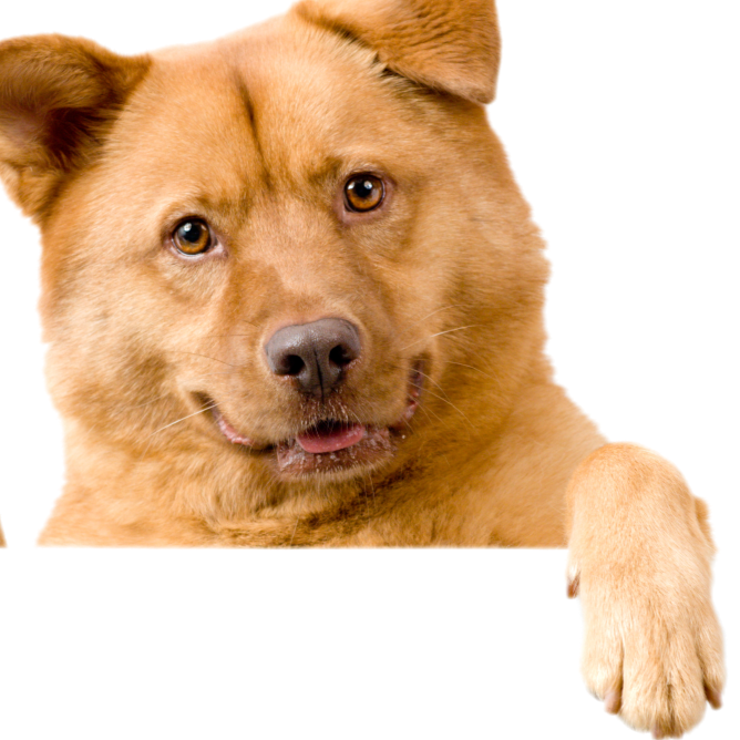 The Debonaire Dog | 117 Deane Ave, Oakville, ON L6K 1V6, Canada | Phone: (905) 849-4376