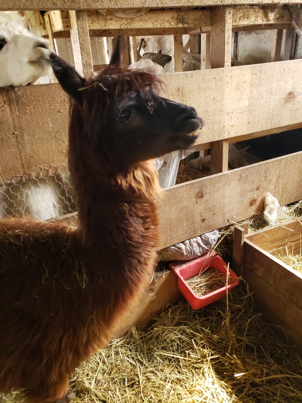 S.A.M.Y.s Alpaca Farm & Fibre Studio | 2432 Cuddy Dr, Kerwood, ON N0M 2B0, Canada | Phone: (226) 678-2649