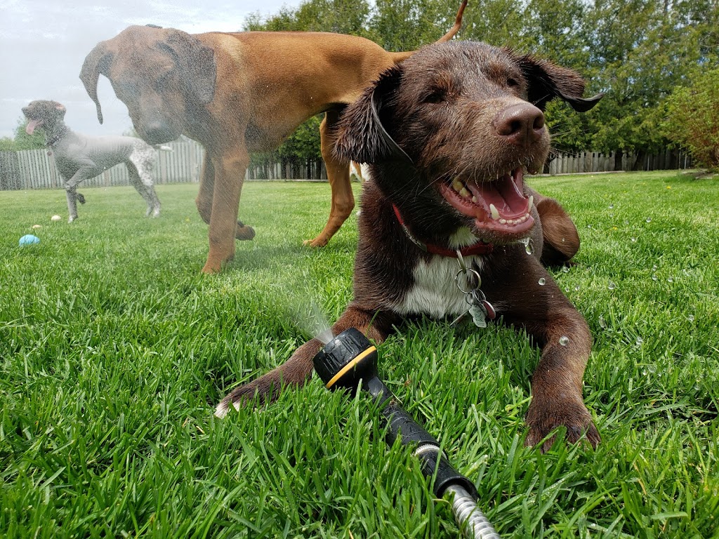 Rovers Ranch Dog Daycare and Boarding | 212 Norfolk St, Stratford, ON N5A 3Z2, Canada | Phone: (519) 271-5121