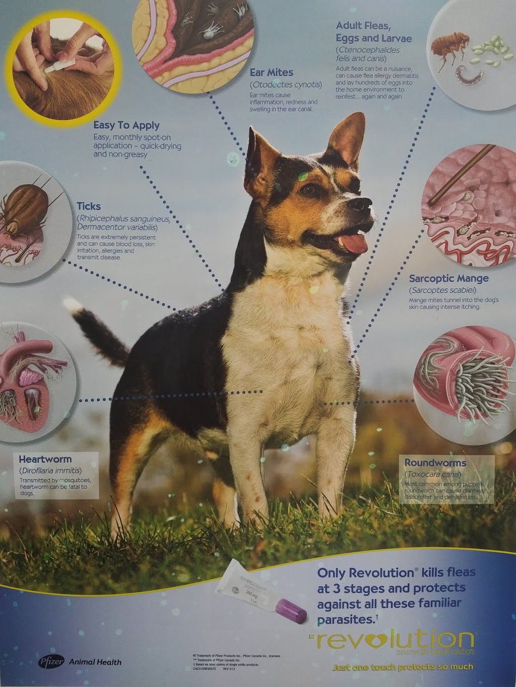 Prairie Winds Animal Clinic | 3690 Westwinds Dr NE # 319, Calgary, AB T3J 5H3, Canada | Phone: (403) 474-8436