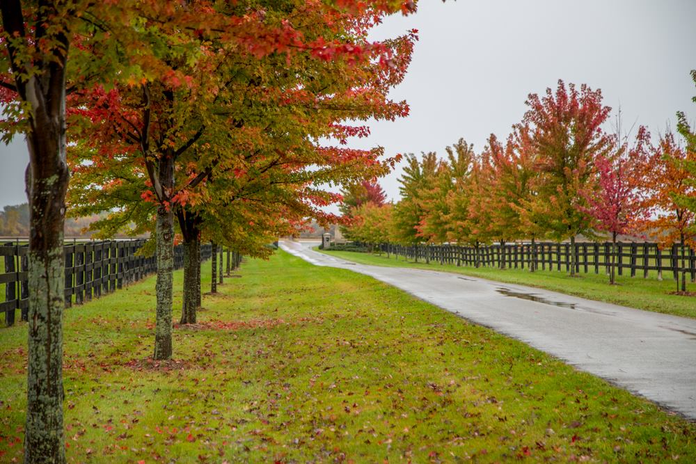 The Fox and Hound Canine Retreat | 2437 Michigan Line, Brights Grove, ON N0N 1C0, Canada | Phone: (519) 542-0070