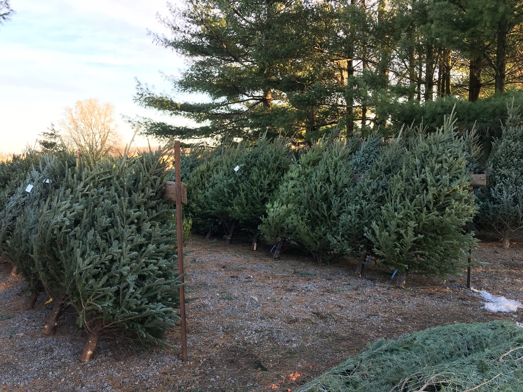 Andrews Tree Farm | 1865 Wilson St W, Jerseyville, ON L0R 1R0, Canada | Phone: (905) 648-0208