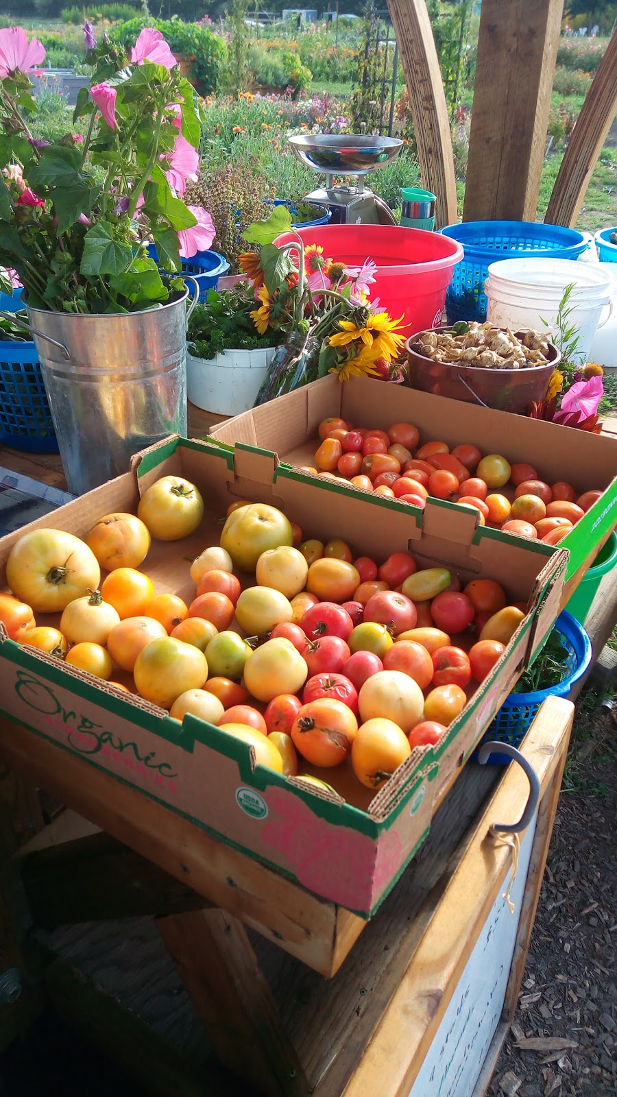 Green and Gold Community Garden | 118 St NW, Edmonton, AB T6H 2V8, Canada | Phone: (780) 492-4087