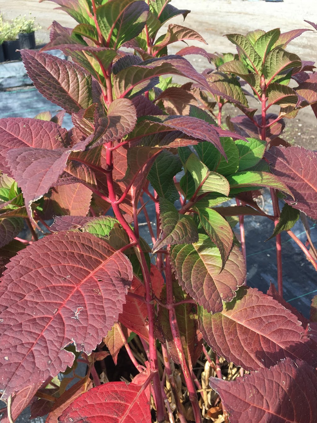 Maple Lane Nurseries & Landscaping | Taunton Rd, Bowmanville, ON L1C 3K2, Canada | Phone: (905) 263-4767