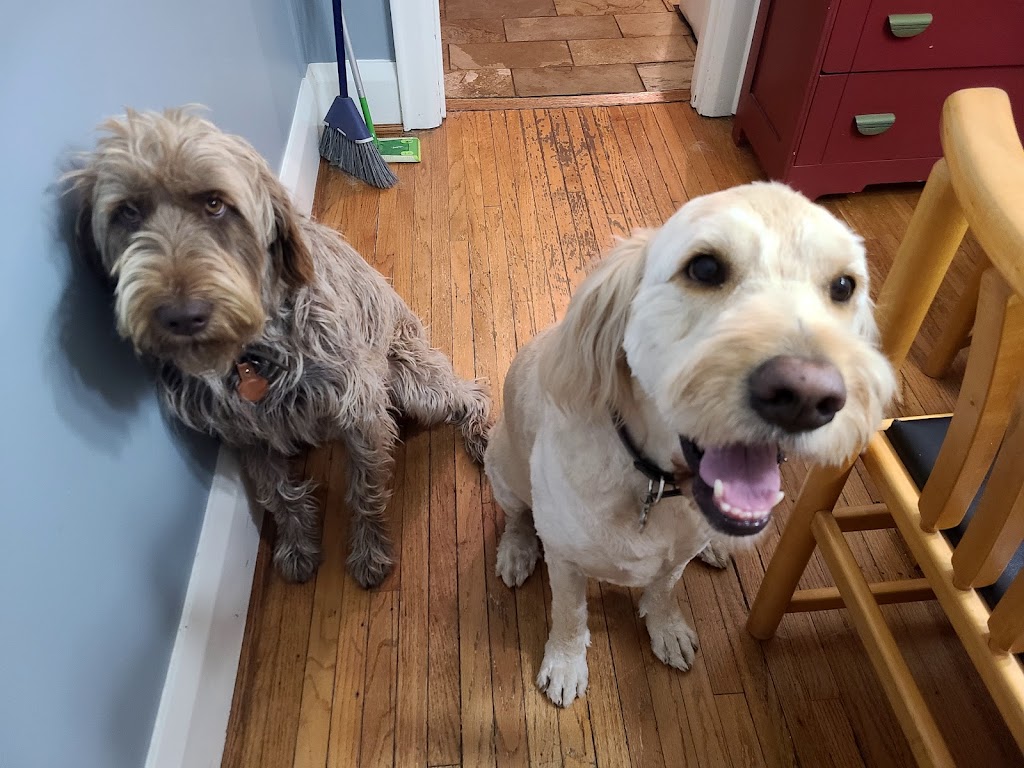 Snouts Out Dog Walking & Boarding | East York, Toronto, ON M4C 3Y7, Canada | Phone: (416) 489-4003