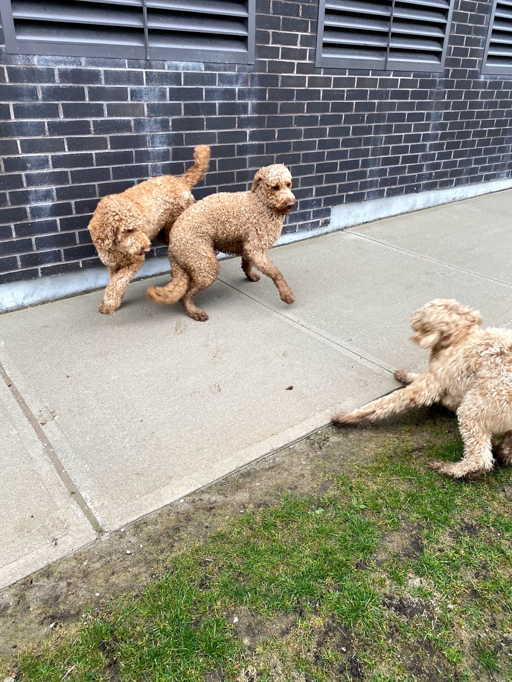 Regal Pups | Glenwoods Ave, Keswick, ON L4P 3E2, Canada | Phone: (416) 716-8225