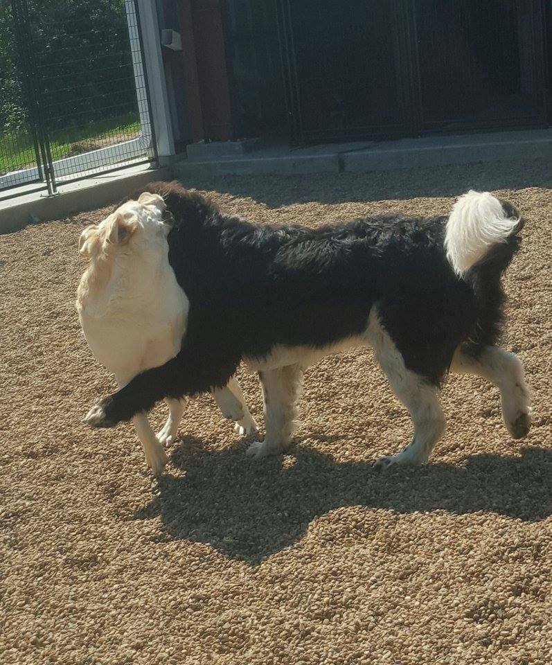Northstar Kennels | 58418 Range Rd 223, Opal, AB T0A 2R0, Canada | Phone: (780) 942-4555