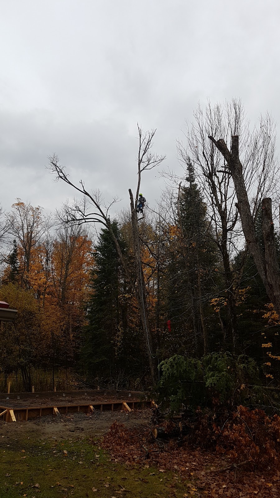 Haliburton Tree Care | 479 Mountain St, Haliburton, ON K0M 1S0, Canada | Phone: (705) 457-7199