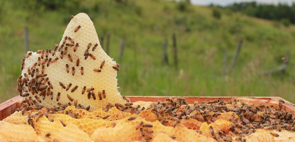Wildflower Bride Farms | Unnamed Road, Hay Lakes, AB T0B 1W0, Canada | Phone: (780) 878-8393